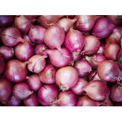 Onions ( Bulk ) 