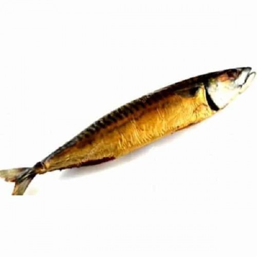titus fish