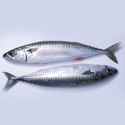 https://deeski.com/image/cache/catalog/market/titus%20fish-500x500.jpg